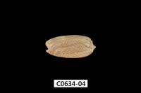 藏品(臺灣榧螺)的圖片